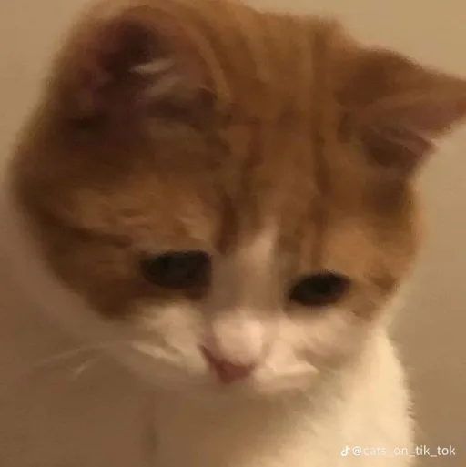 creator 🧡orange cat🧡's avatar