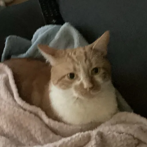 creator Natalia12345:)'s avatar