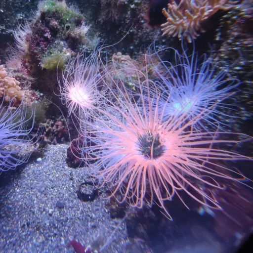 creator _Tayo_'s avatar