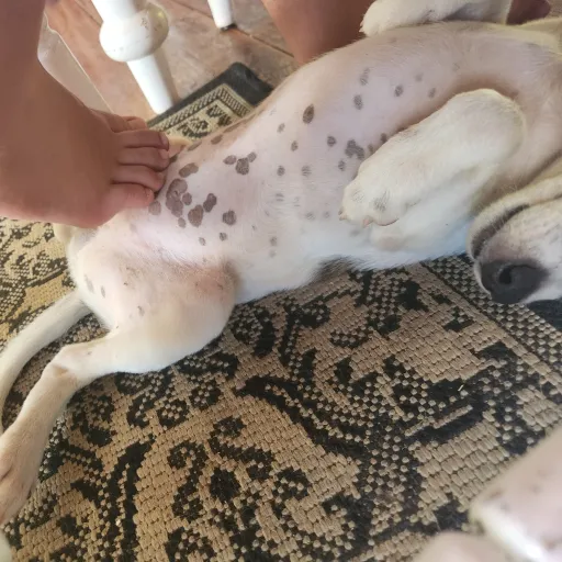 creator littleto35's avatar