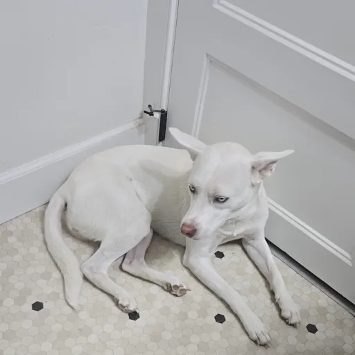 creator ×-×'s avatar