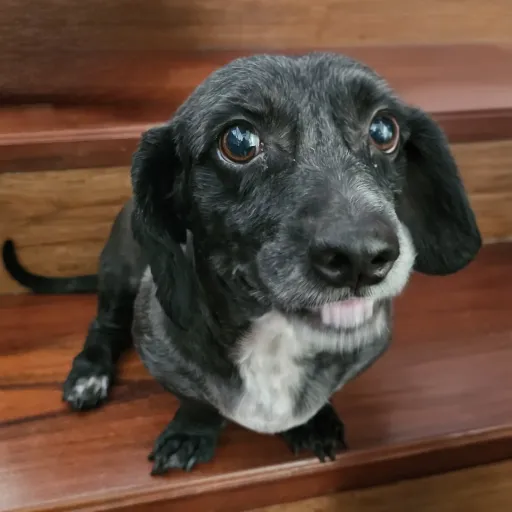 creator TamePanda's avatar