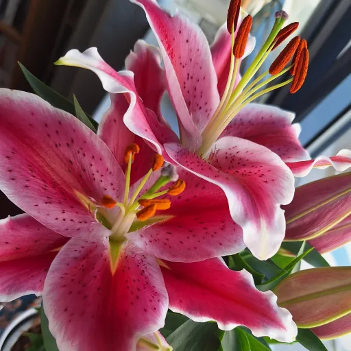 creator Sunshiny's avatar