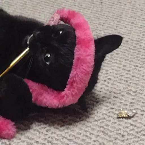 creator ✨mystic✨'s avatar