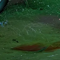 chat with ai character: Baldis basics