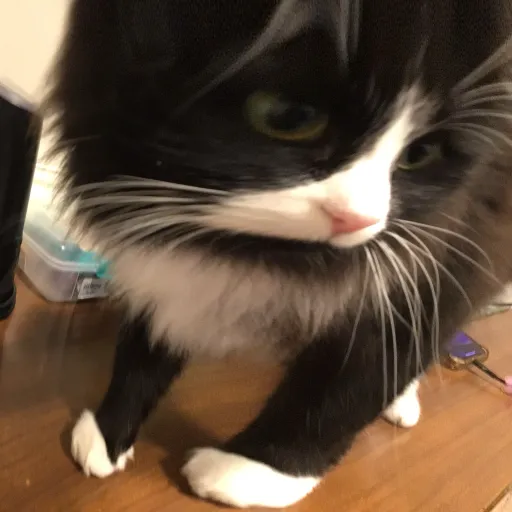 creator D1ZZY NAOMI's avatar