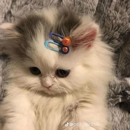 creator kiki and lilibelle's avatar