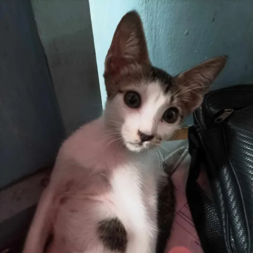 creator Nezia11's avatar