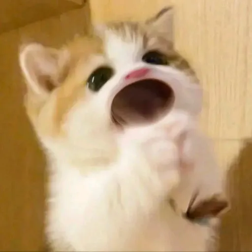 creator Talkior-0K2dk2BY's avatar