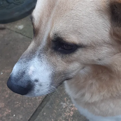 creator Naomi-Seo's avatar