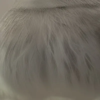 chat with ai character: Little riven 