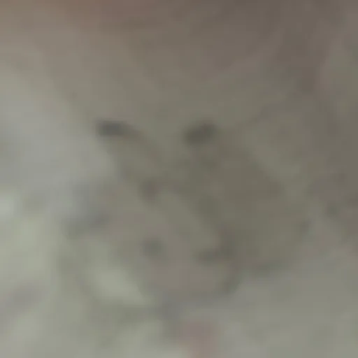 creator Talkior-N8bf5Xup's avatar