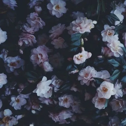 creator Aroseisbleeding's avatar