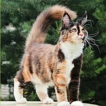 creator kaveri's avatar