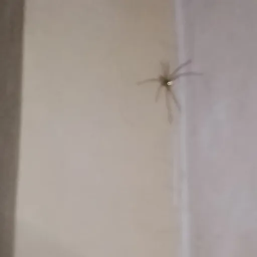 creator zander / amber's avatar