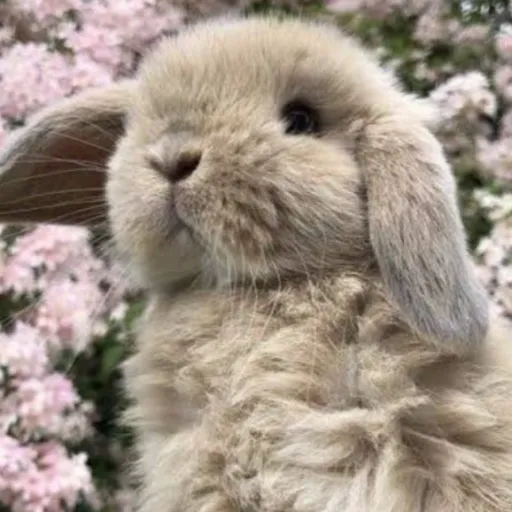 creator ❤️Xiana💝's avatar