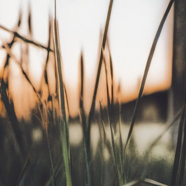 chat with ai character: Grass