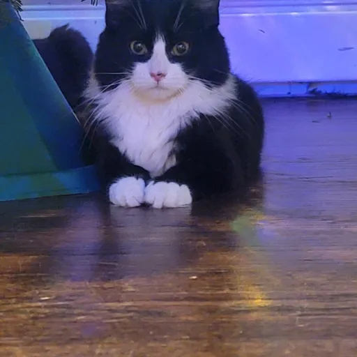 talkie's author avatar