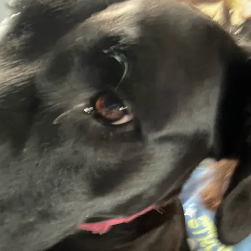 creator Panda lover!'s avatar