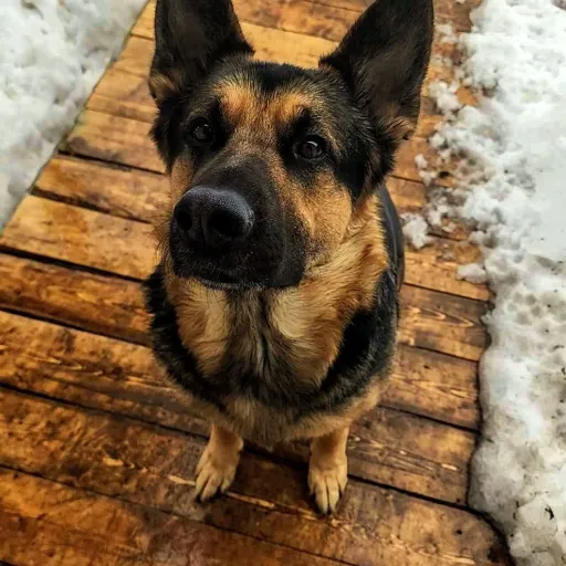 creator Alaina..1176's avatar