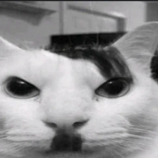 creator KITLER🇩🇪🐈🇩🇪's avatar