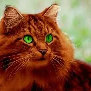 creator Squirrelflight!'s avatar