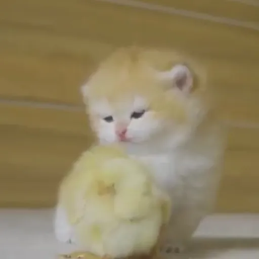 creator 『 Amber 』's avatar