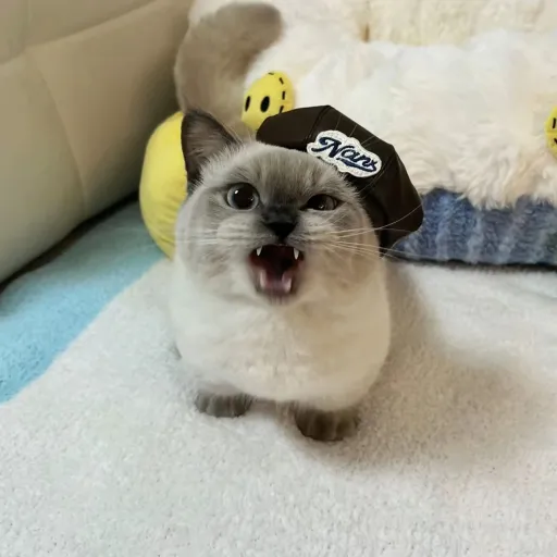 creator xiaojie's avatar