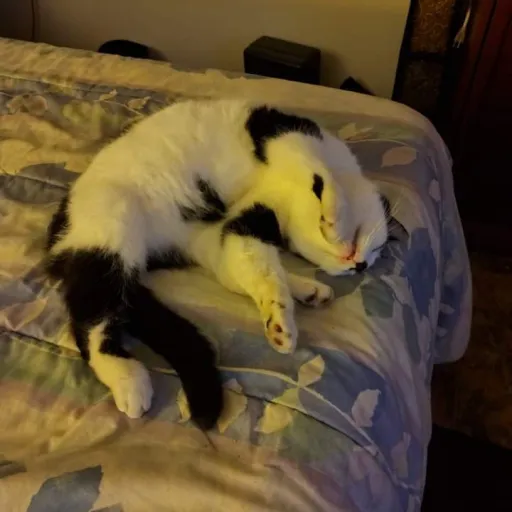 creator Mr song's avatar