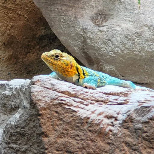 creator Crazyturtle☘️'s avatar