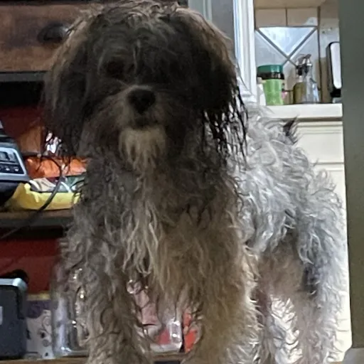 creator Lucas_chill guy's avatar