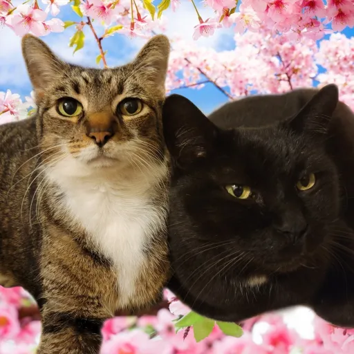 creator Talkior-uI7SpJ01's avatar