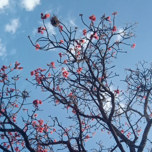 creator Jinx_Talkie's avatar