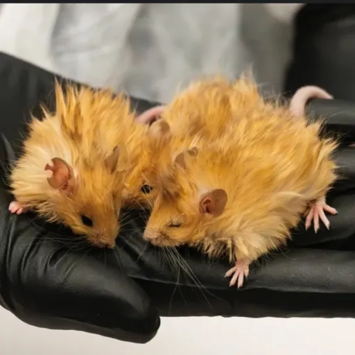 creator Tomatonator's avatar