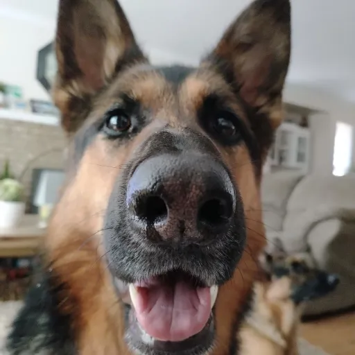 creator DogeLmao's avatar