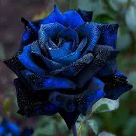 creator 🌹Blue Rosé🌹's avatar