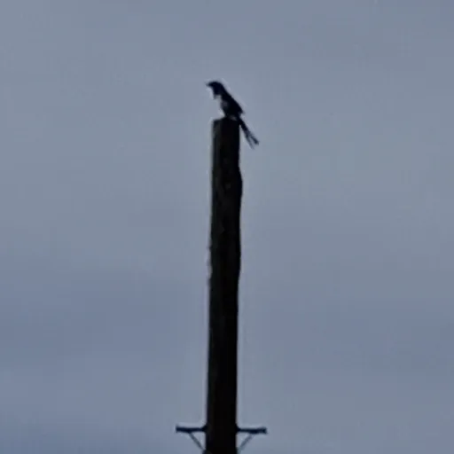 creator _Paris_'s avatar