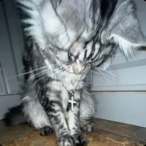 creator (^*~{★K!TTY★}~*^'s avatar