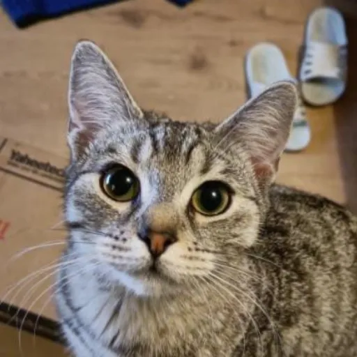 creator Ferox's avatar