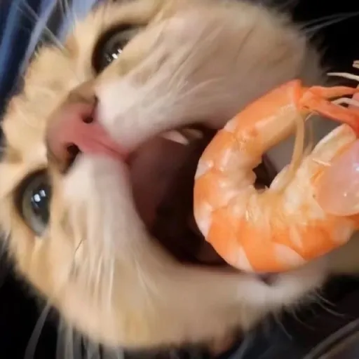 creator Karcatty's avatar