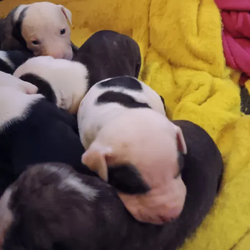 creator Talkior-wdTpqocV's avatar