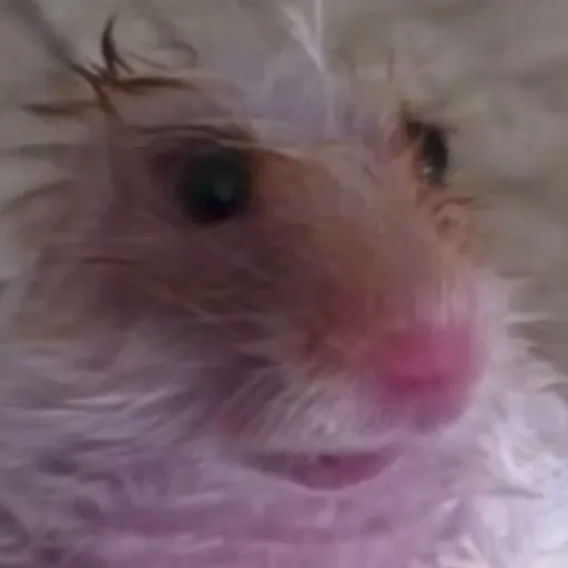 creator "Kiara"'s avatar