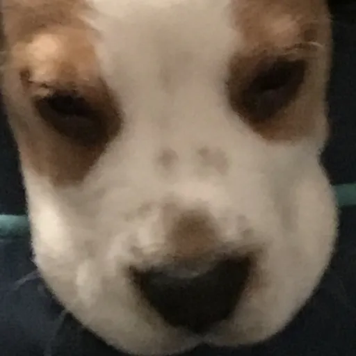 creator Dog lover15's avatar