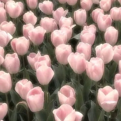 creator |~`f-l-o-w-e-r`~|'s avatar