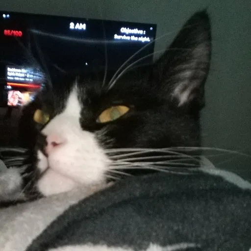 talkie's author avatar