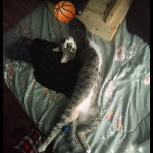 creator Shynuuu's avatar