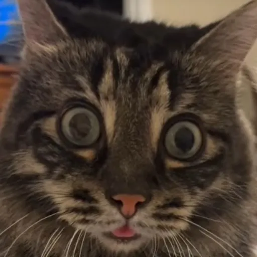 creator Justin-Creator's avatar