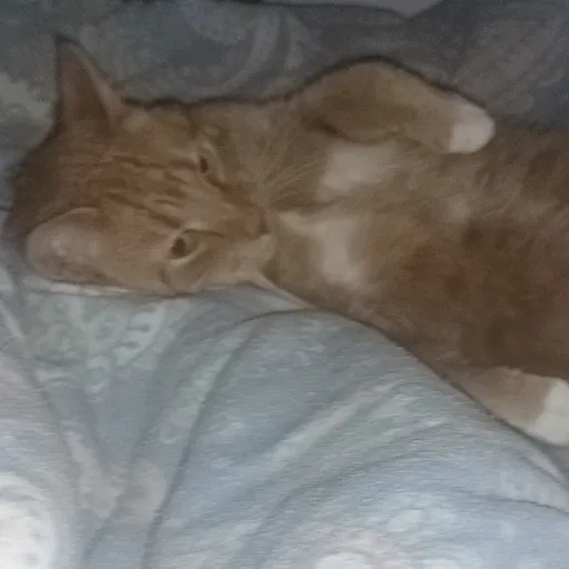 creator ☁️대머리 펠릭스☁️'s avatar