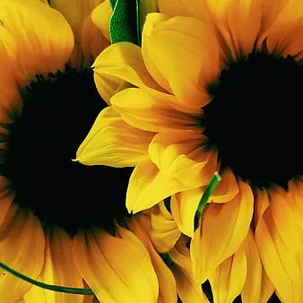 creator 🌻~Lina~🌻's avatar