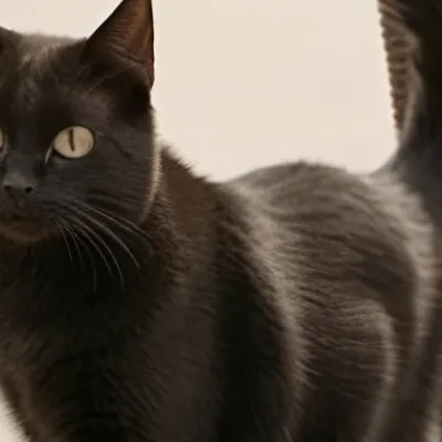 chat with ai character: Recommendations 